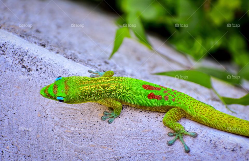 Gecko from above on my lanai