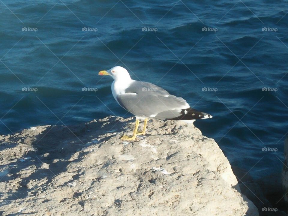 Beautiful seagull on a rock at essaouira city in Morocco.