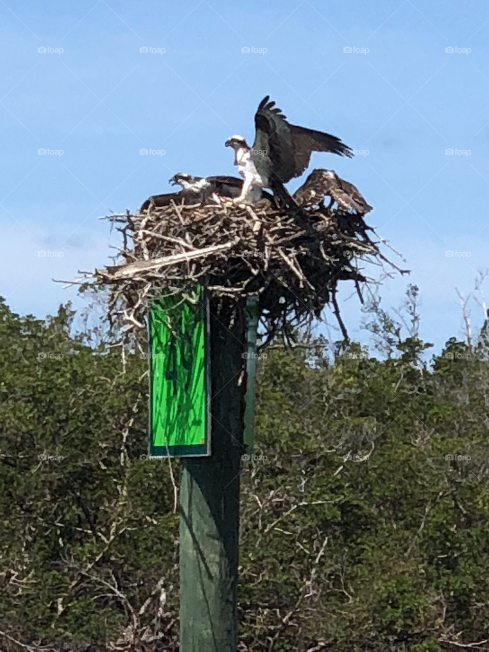 Ospreys nest