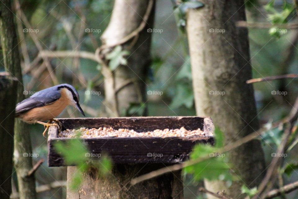 Nuthatch