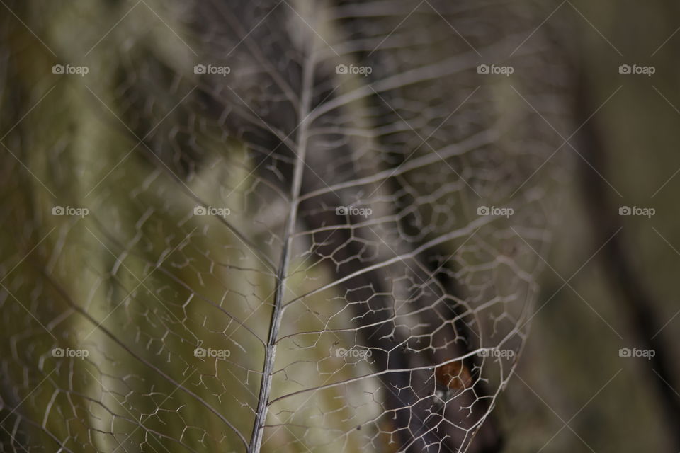 Dried leaf veins revealed in macro.