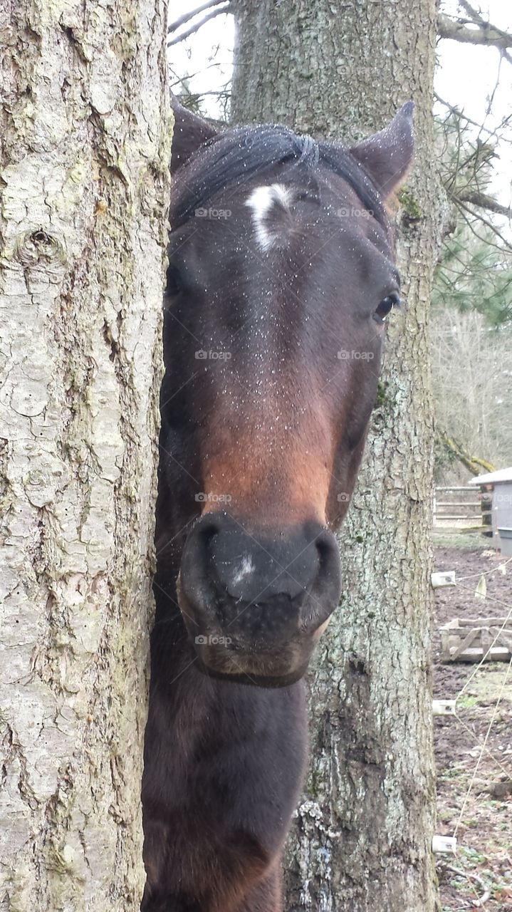 horse and tree