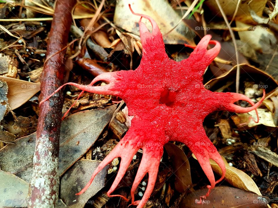 red fungi beautiful contrast