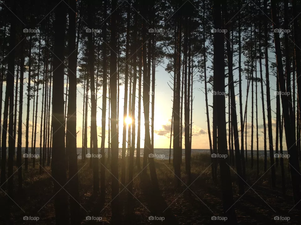Trees