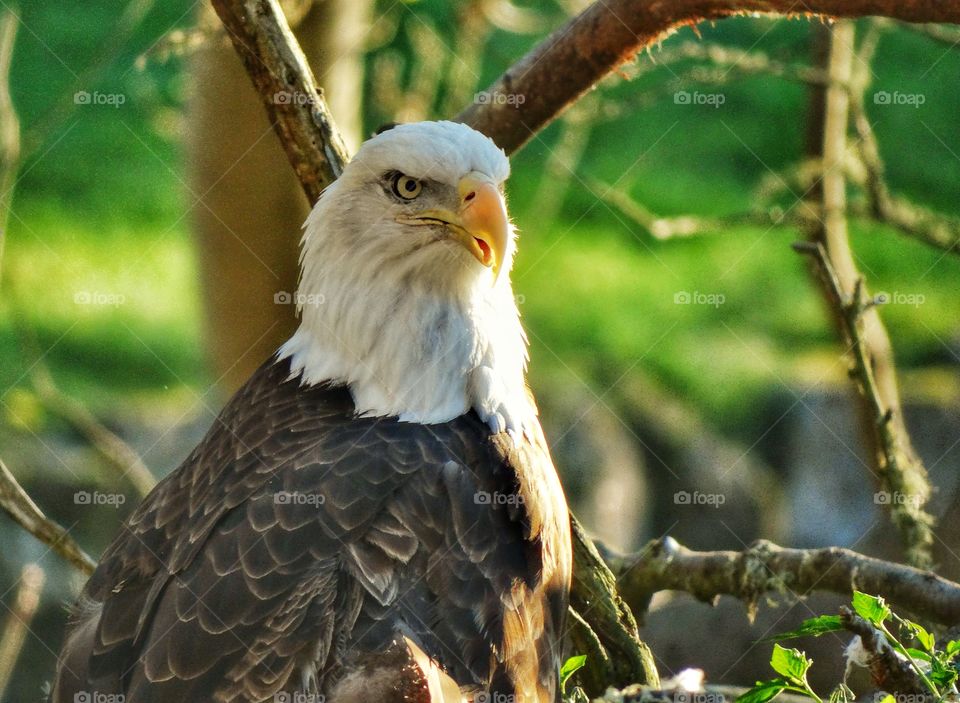 Bald Eagle Just Before Sunset. Noble Bald Eagle During The Golden Hour
