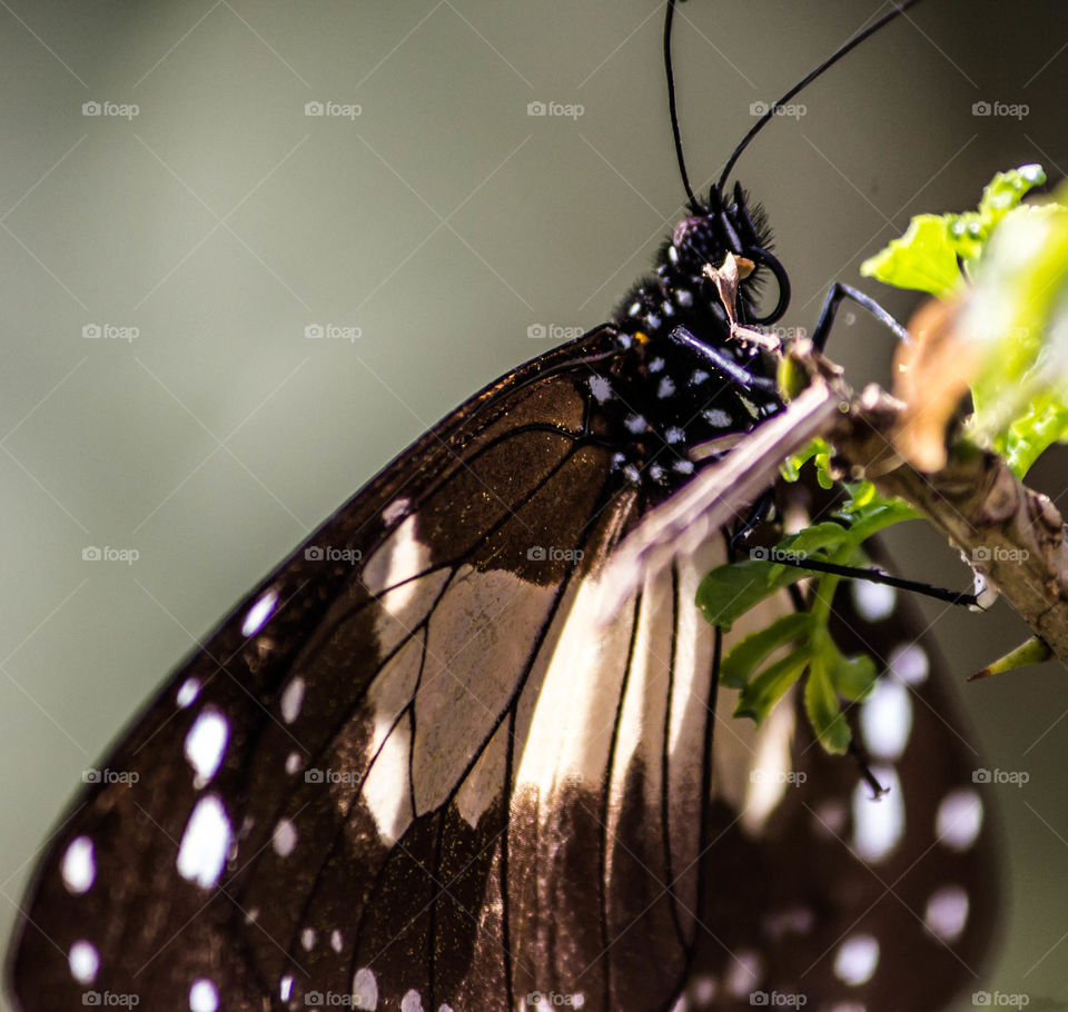 Close up butterfly