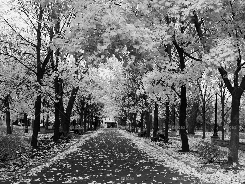 Autumn in a Montreal park...