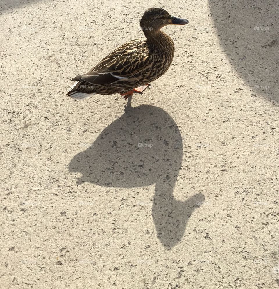 Duck shadow 