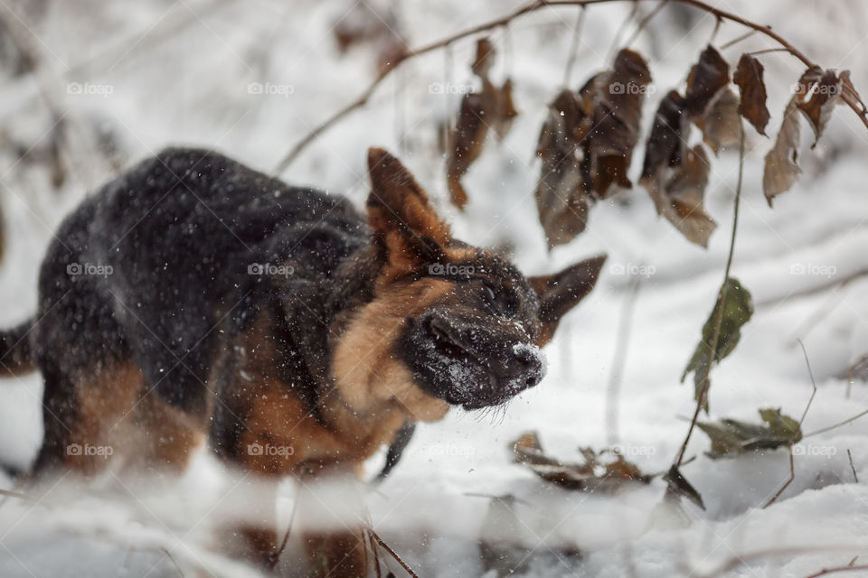 Red cute german shepard 3-th months puppy portrait at snow at the winter