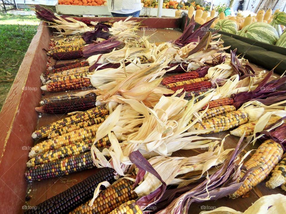 Indian corn for sale at local market located in Kirtland, Ohio USA