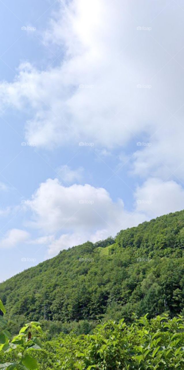 Đường công chia đôi.