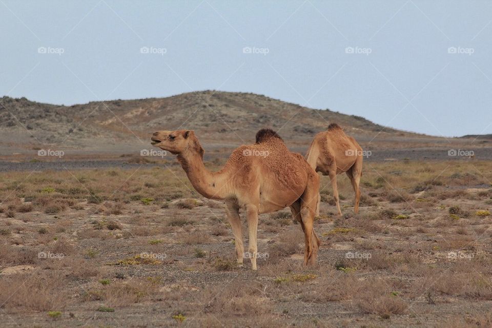 Camels in the desert