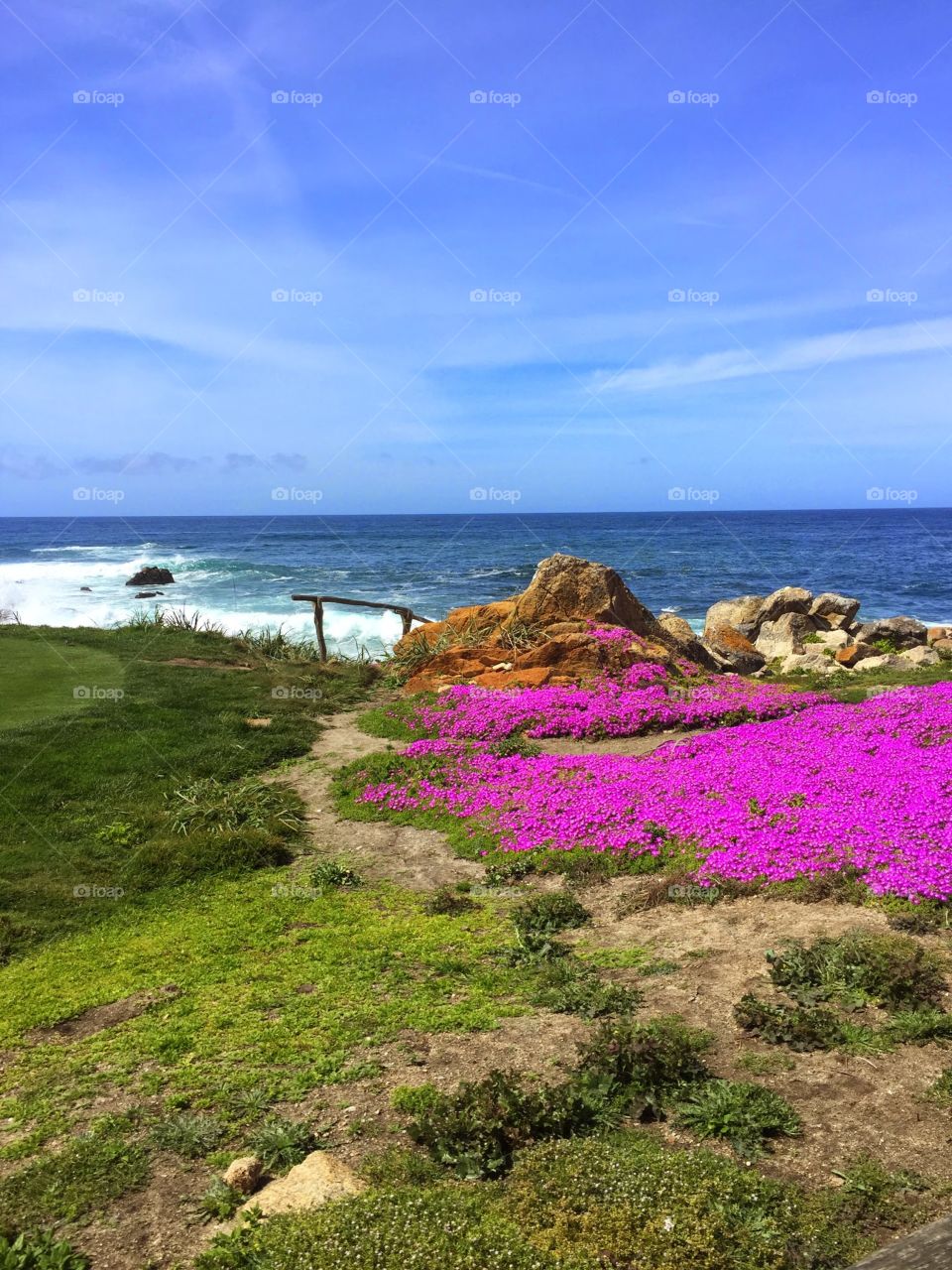 Pink flower carpet. Flowers along coast in Pacific Grove