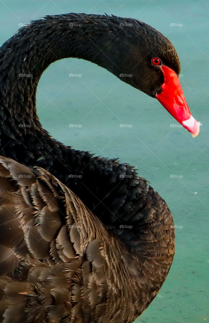 Black Swan