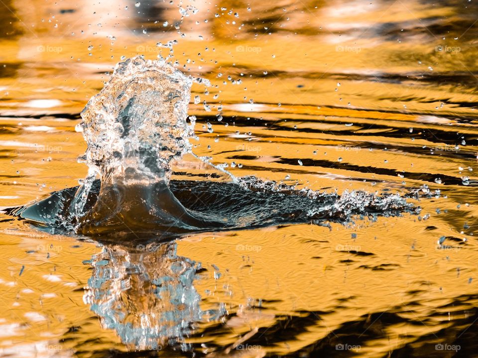Water splash in the river during the golden hour