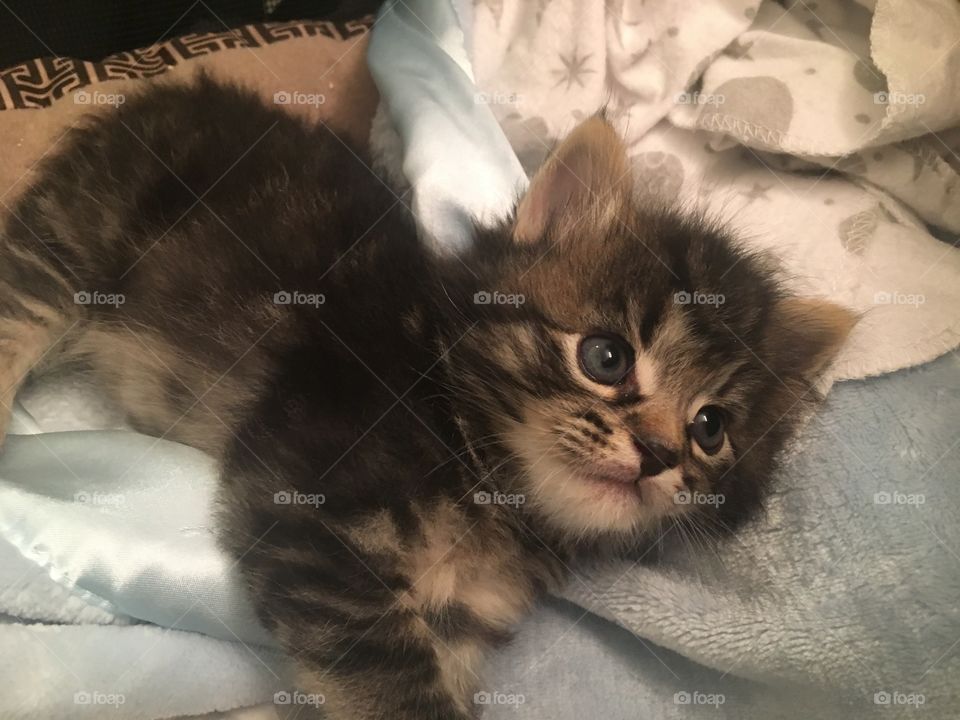 Medium haired tabby kitten laying on side and looking off to the side
