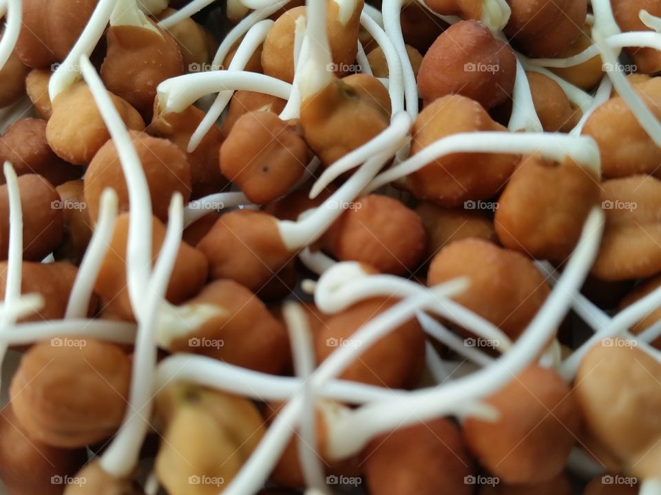 Sprouts closeup. Sprouts of Bengal gram, also called Kala Chana. Healthy eating.