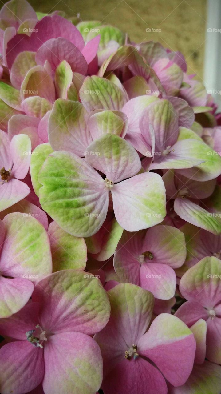 hortensia