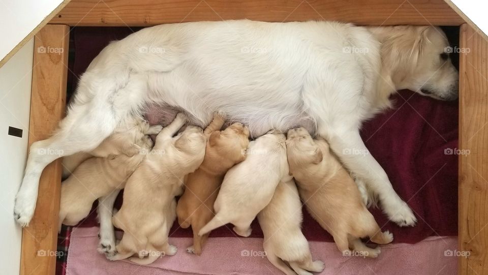 English Retriever Mama Nursing Puppies