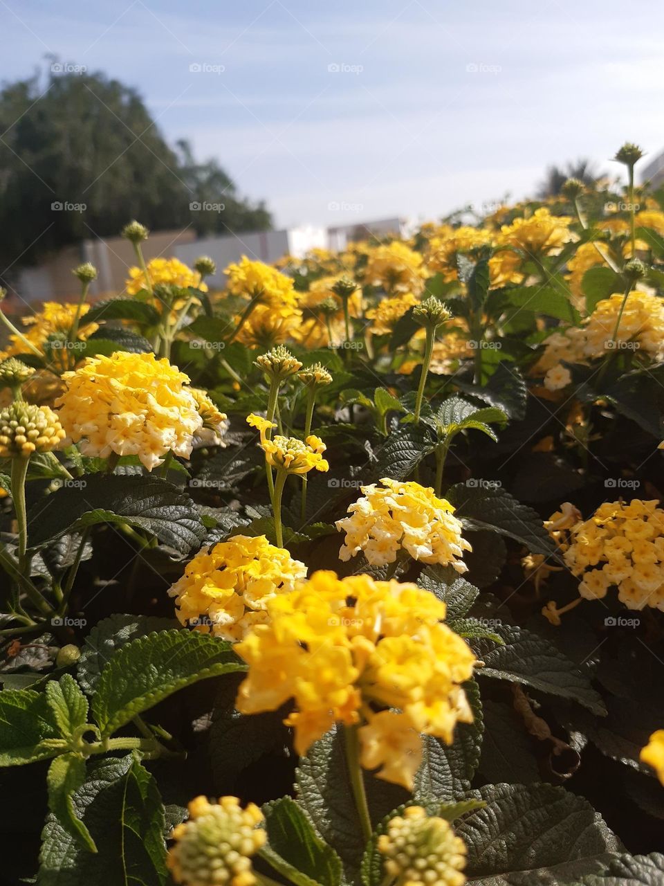 Bright yellow lantana flowers in full bloom, surrounded by lush green leaves under clear blue skies, captured in Casablanca on January 1, 2025.