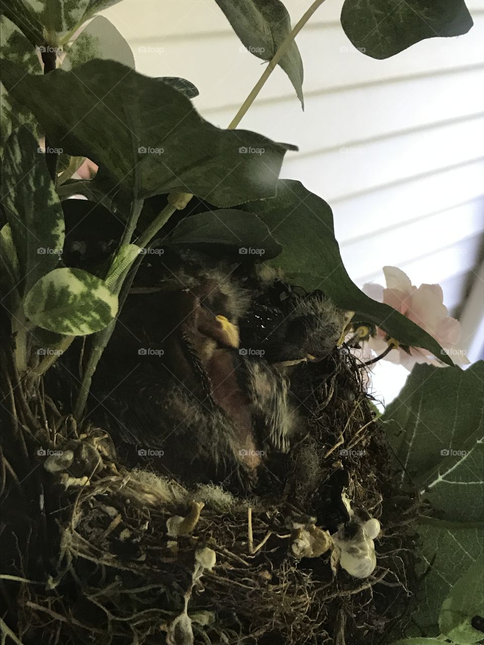 Baby birds in nest
