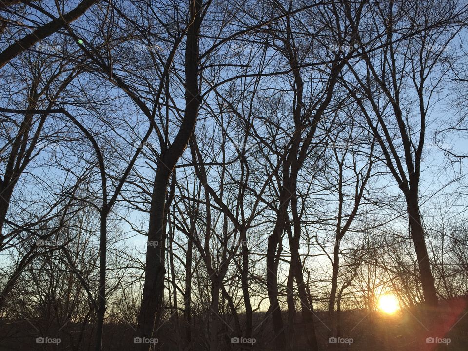 Woods at dusk. Dusk in New York