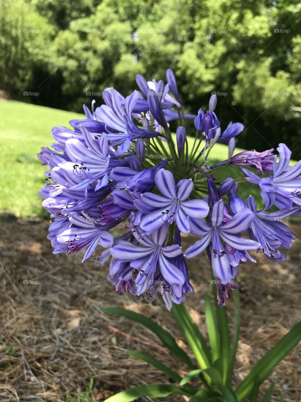 Purple flowers growing in a community garden in Brevard, NC