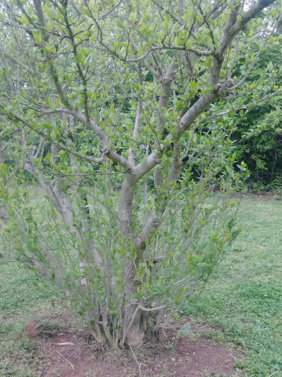 landscap
