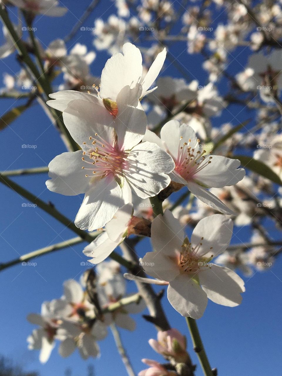 Blooming almond tree in sunshine 