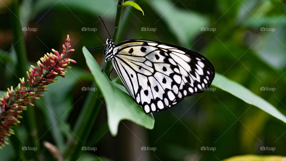 Butterfly, Insect, Nature, Wing, Summer