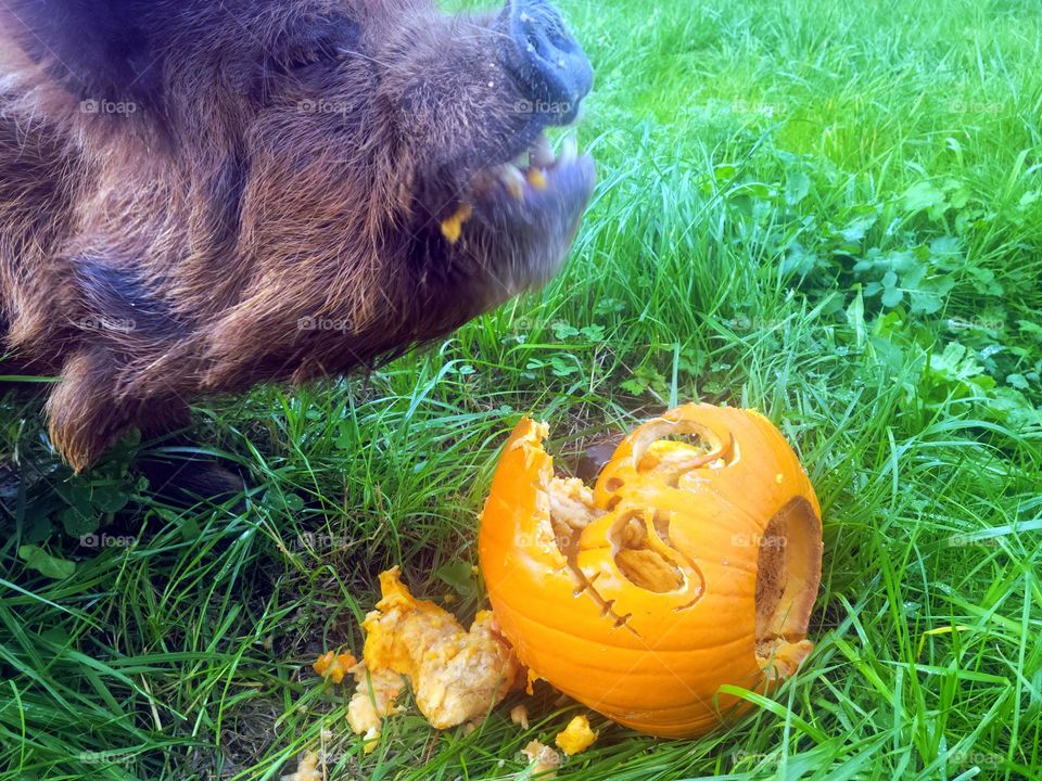 pig eating jack o lantern