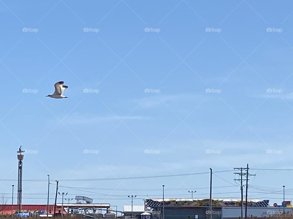 A seagull flies in the blue sky toward the Point Pleasant Beach boardwalk in New Jersey. Most likely it’s in search of a french fry dropped or gifted from a patron of one of the boardwalk food stands. 