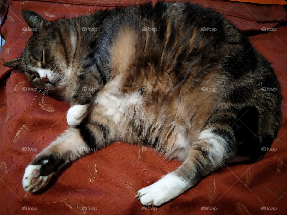 Fat cat sleeping