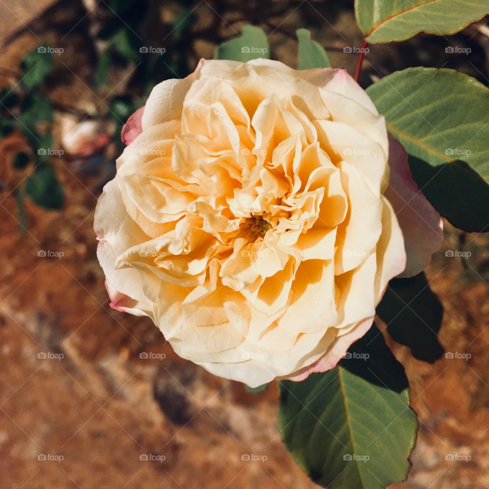 Flores do nosso jardim, embelezando o dia!