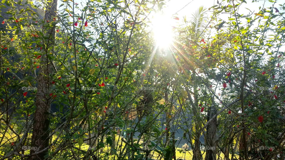 Фруктовы сад, дрэвы, лес, прыродныя ландшафты.