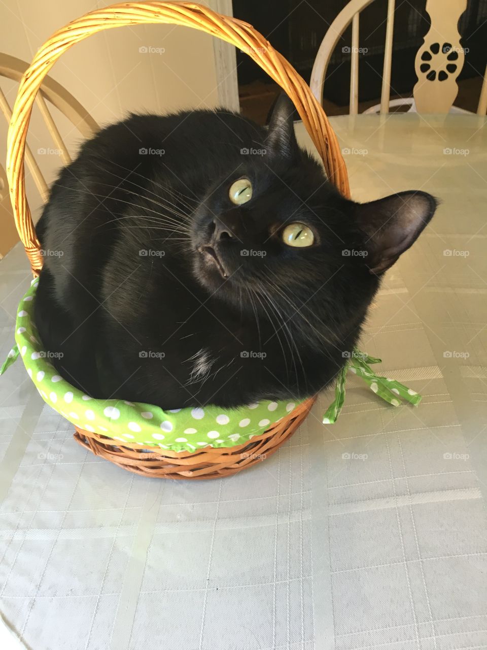 Basket cat#2