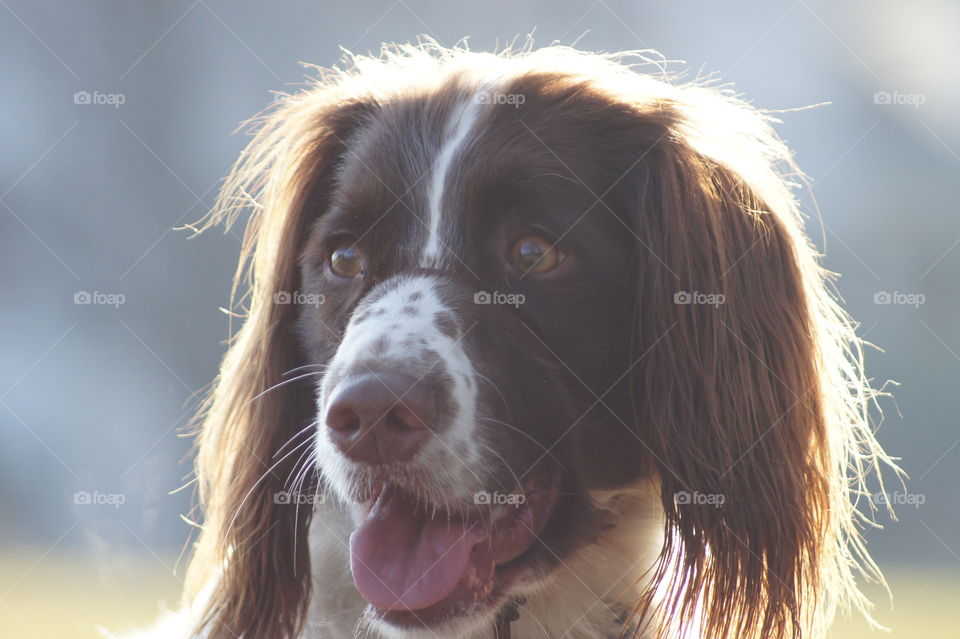 Dog face with bright background 
