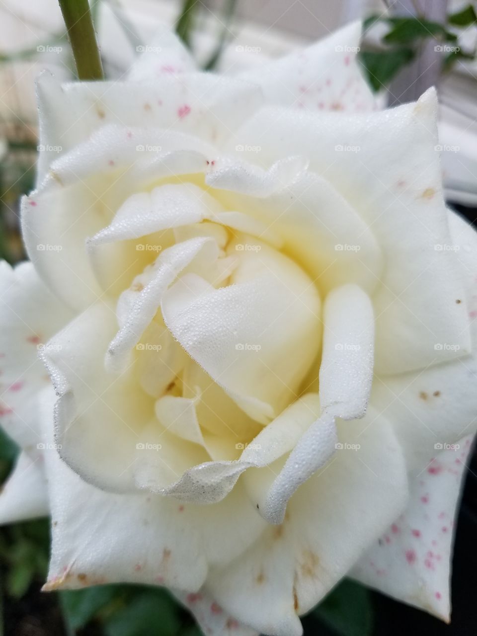 Unique Rose
