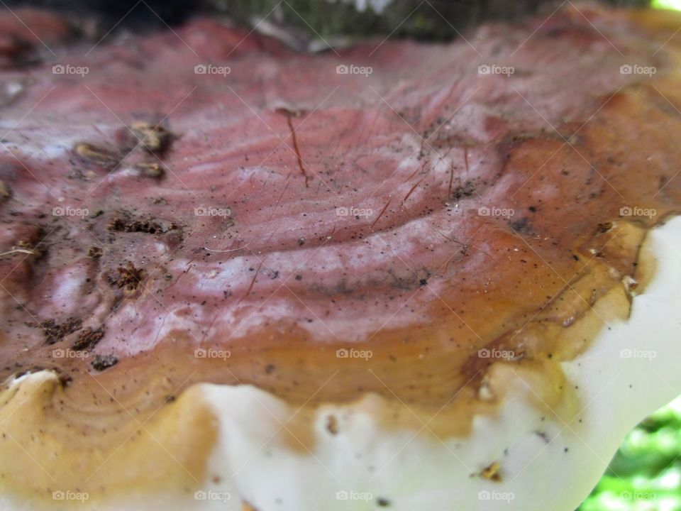 close up of a shelf mushroom