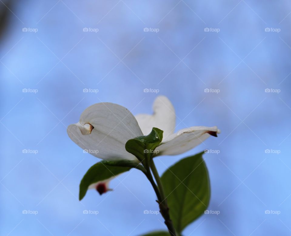 dogwood bloom reaching for the sun.