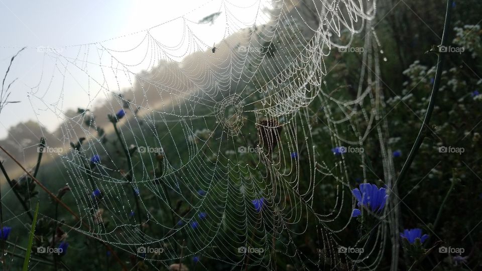 Spider, Spiderweb, Trap, Cobweb, Arachnid
