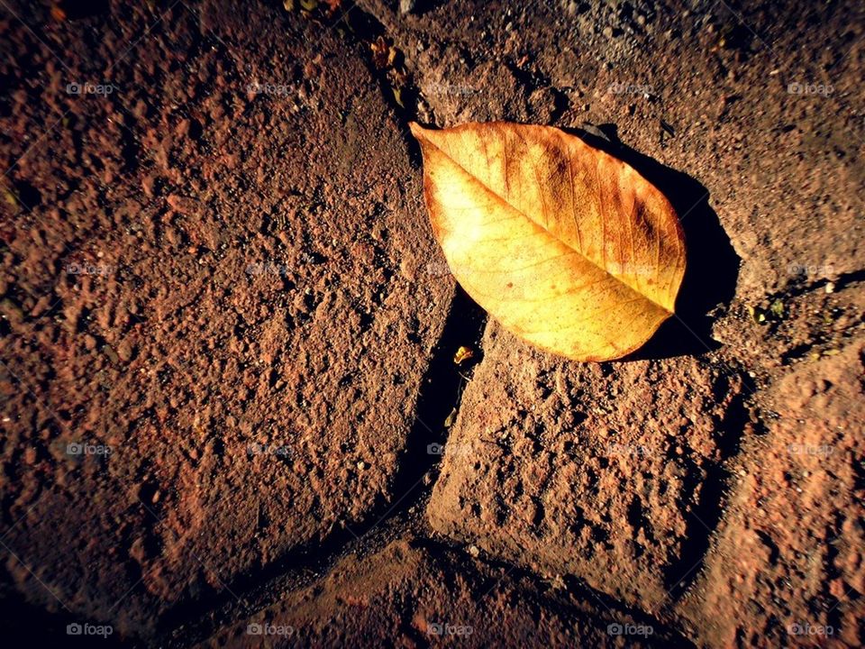 Leaf