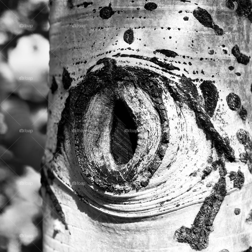Aspen tree, eye of the tiger.
