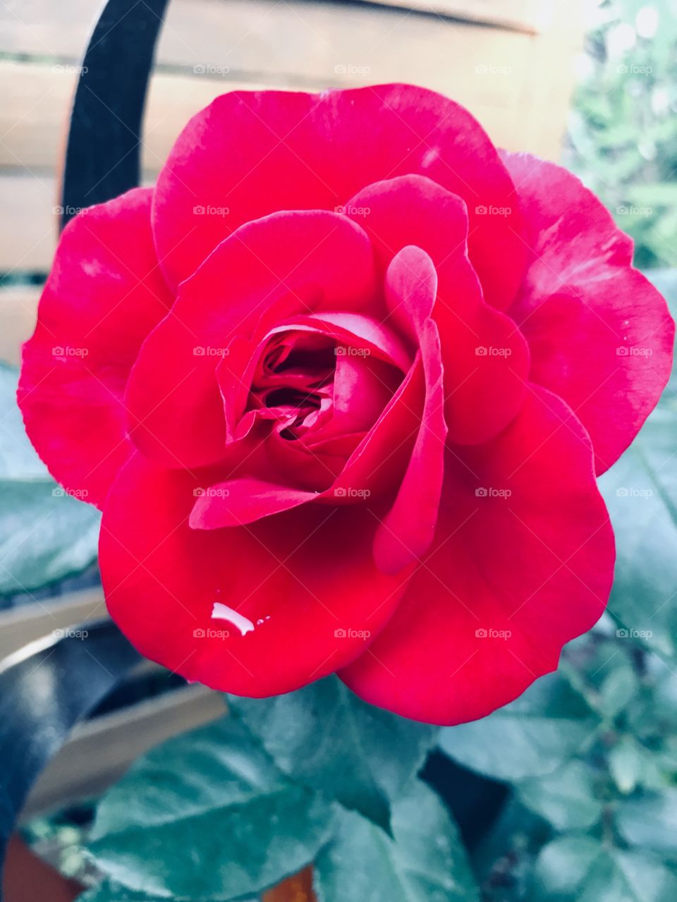 Rote Rose aus dem Garten 