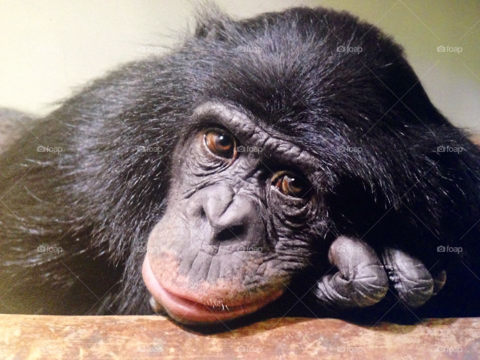chimp chimpanzee monkey looking sad 