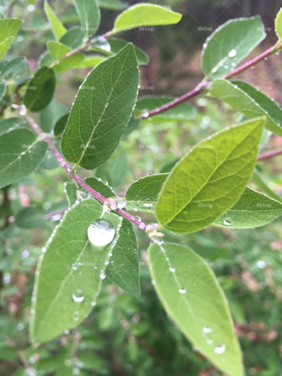 Raindrop on leaf. Raindrop on honeysuckle leaf