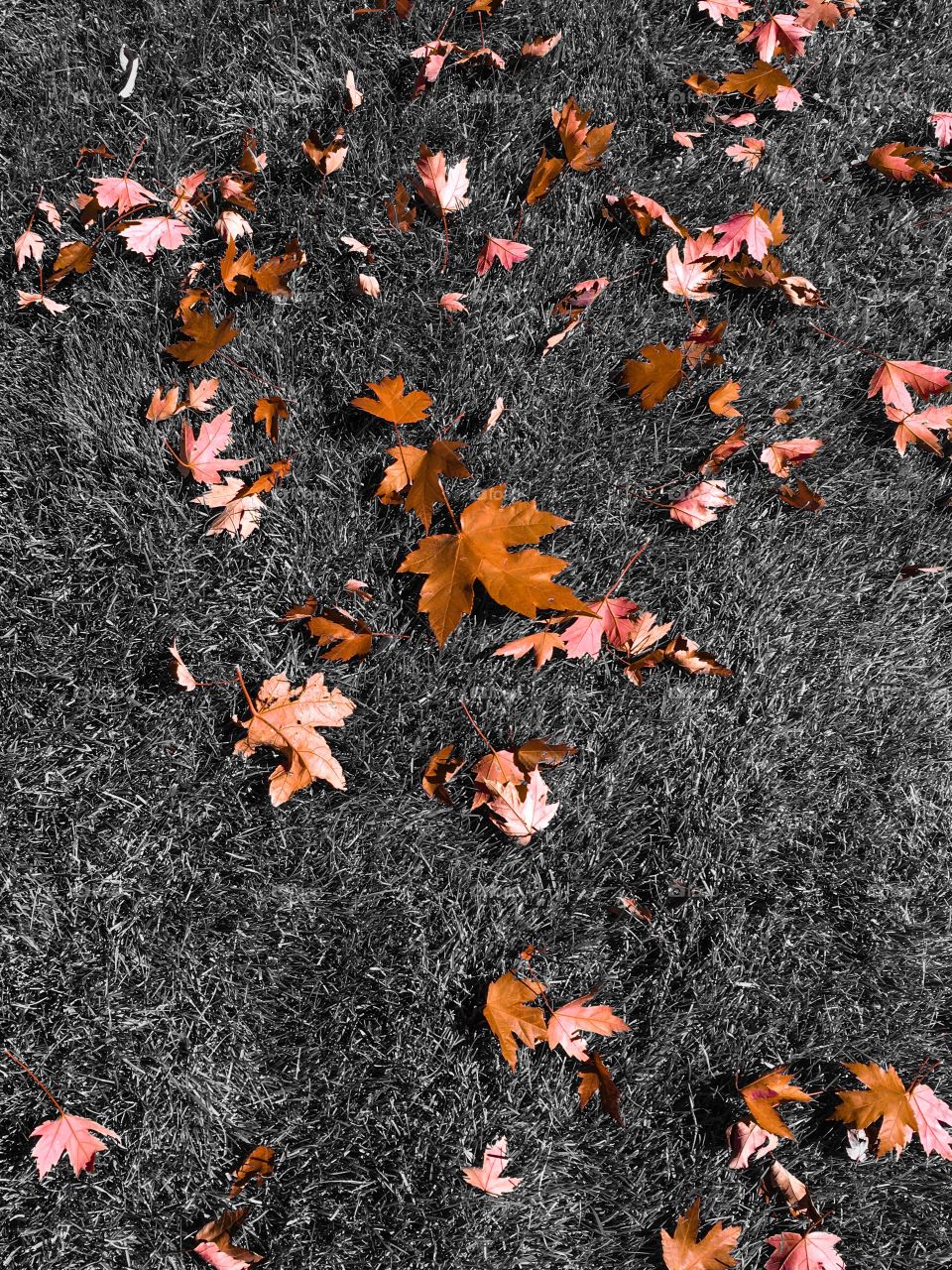 Fall leaves