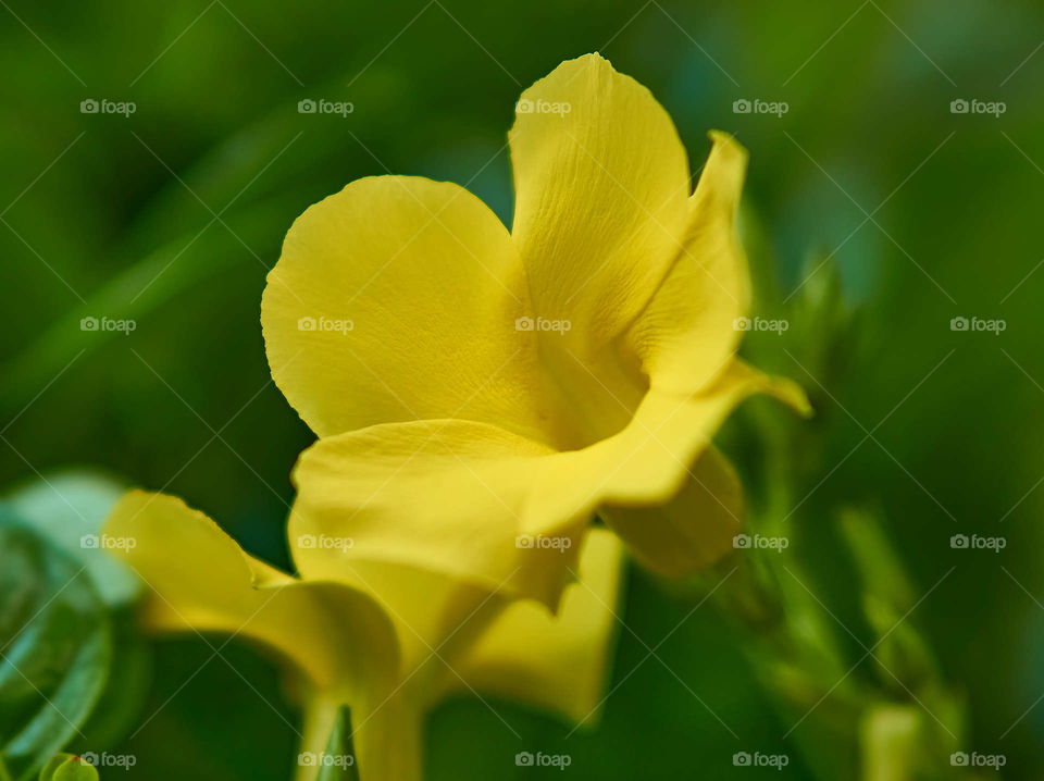 Natural beauty - flower portrait