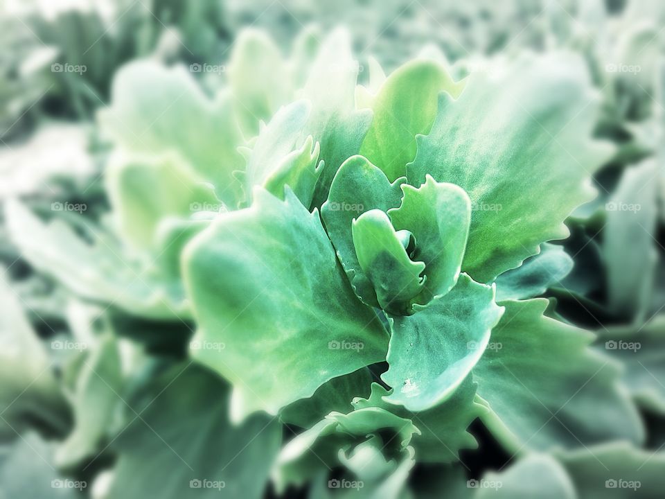 sedum sedum hare cabbage in the garden