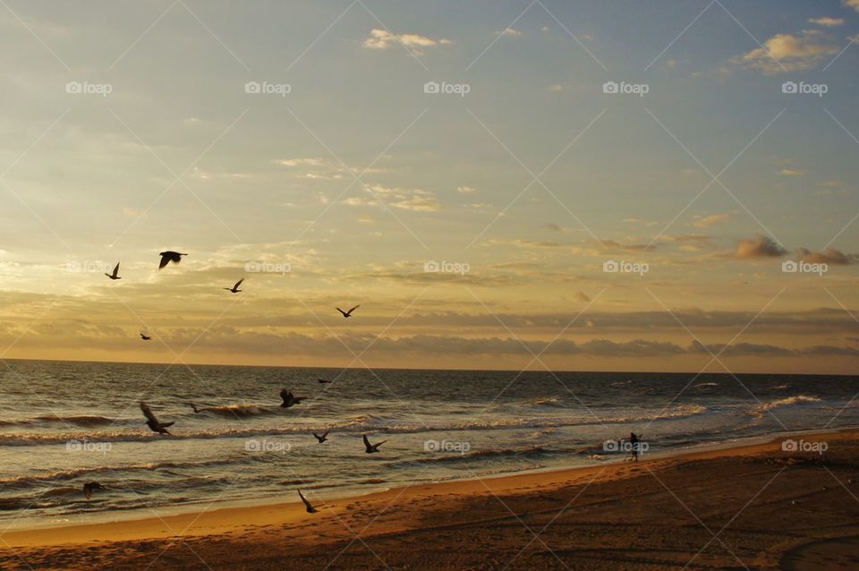 Flock of birds flying over sea at dawn